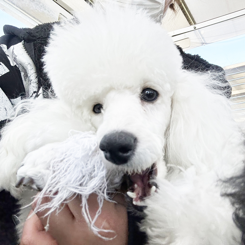 生徒が撮影したモデル犬④